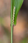 Thin paspalum